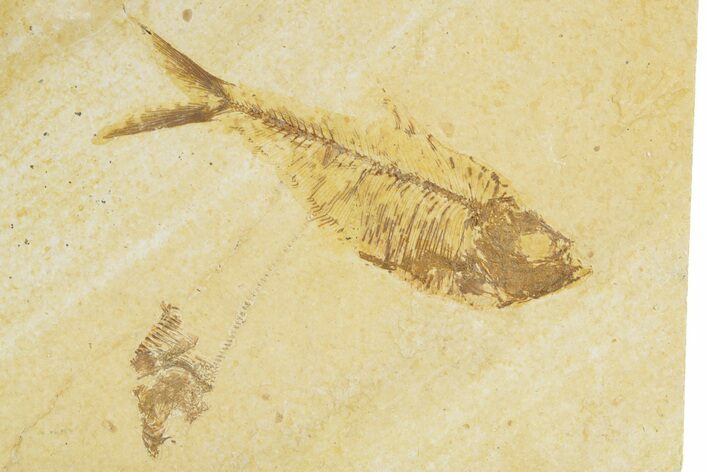Detailed Fossil Fish (Diplomystus) - Wyoming #379350